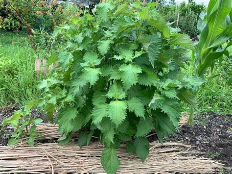 大葉植物|シソ（大葉）とは？育て方・栽培方法 